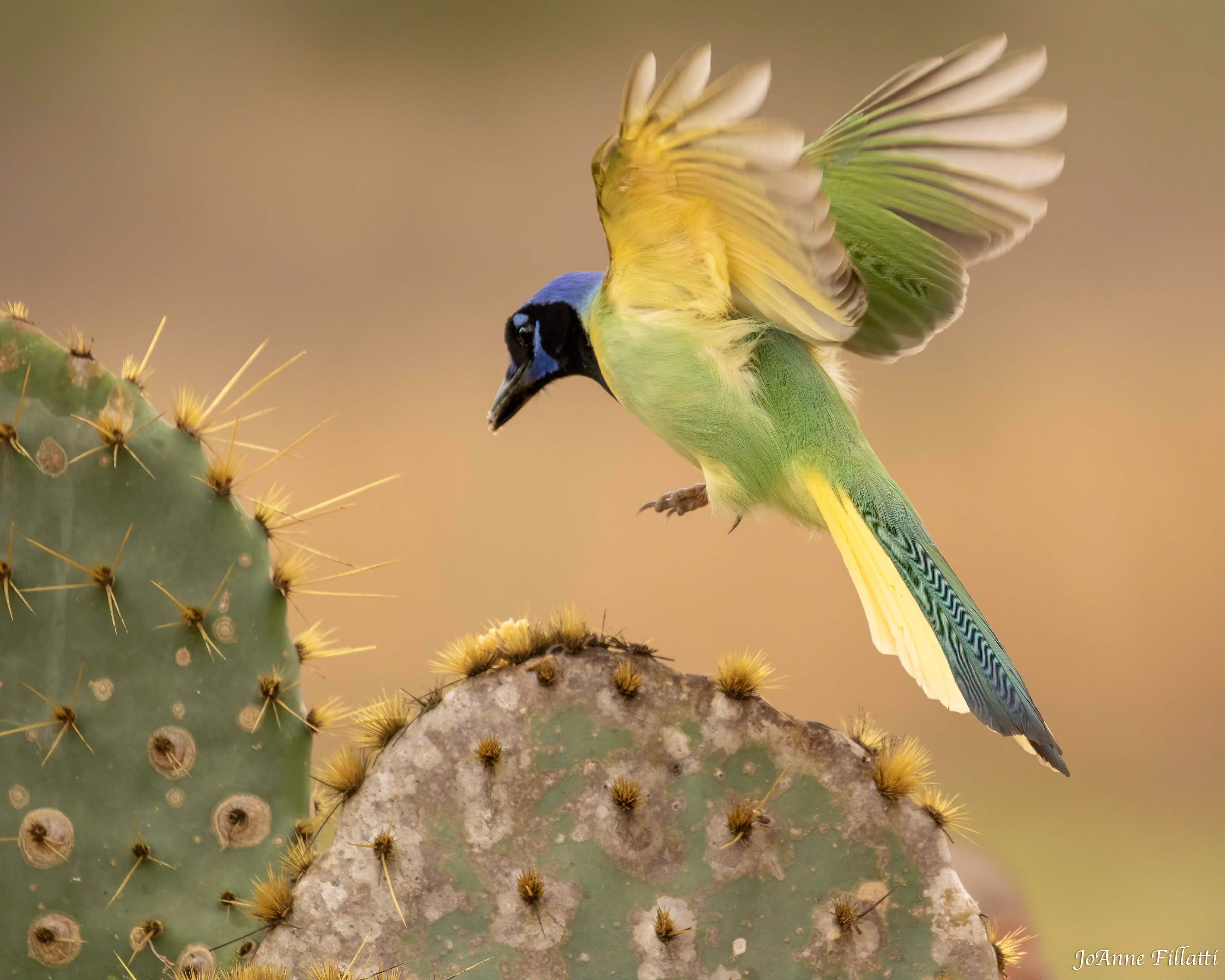 bird of texas image 3